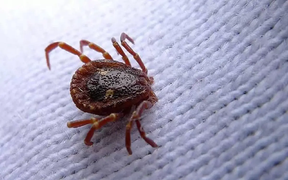 Morsi degli acari: come riconoscerli, differenze con altre punture e consigli utili per la salute