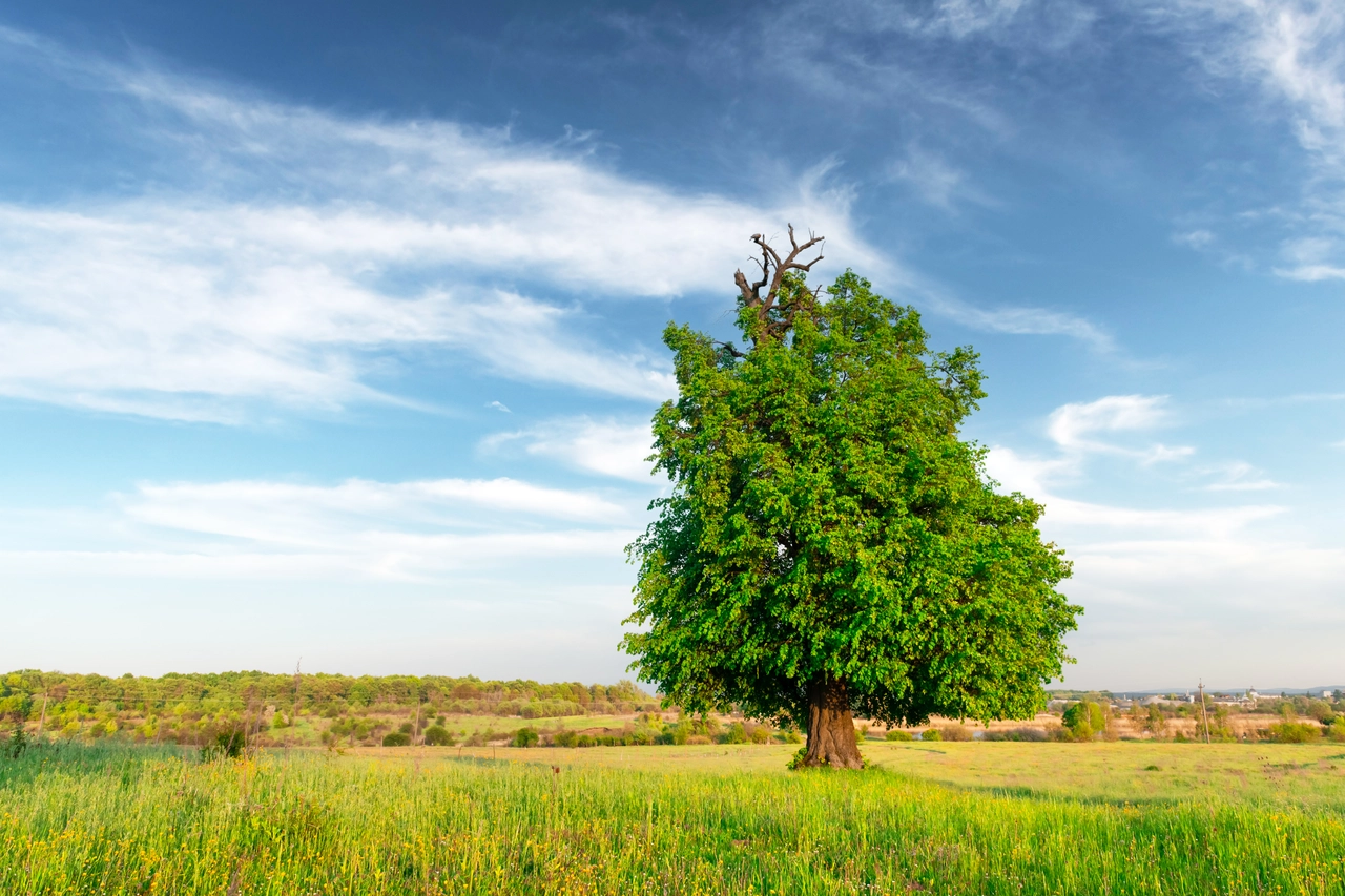 Alberi sempreverdi: quali sono e perché non perdono mai le foglie? Scopri le curiosità su queste piante straordinarie