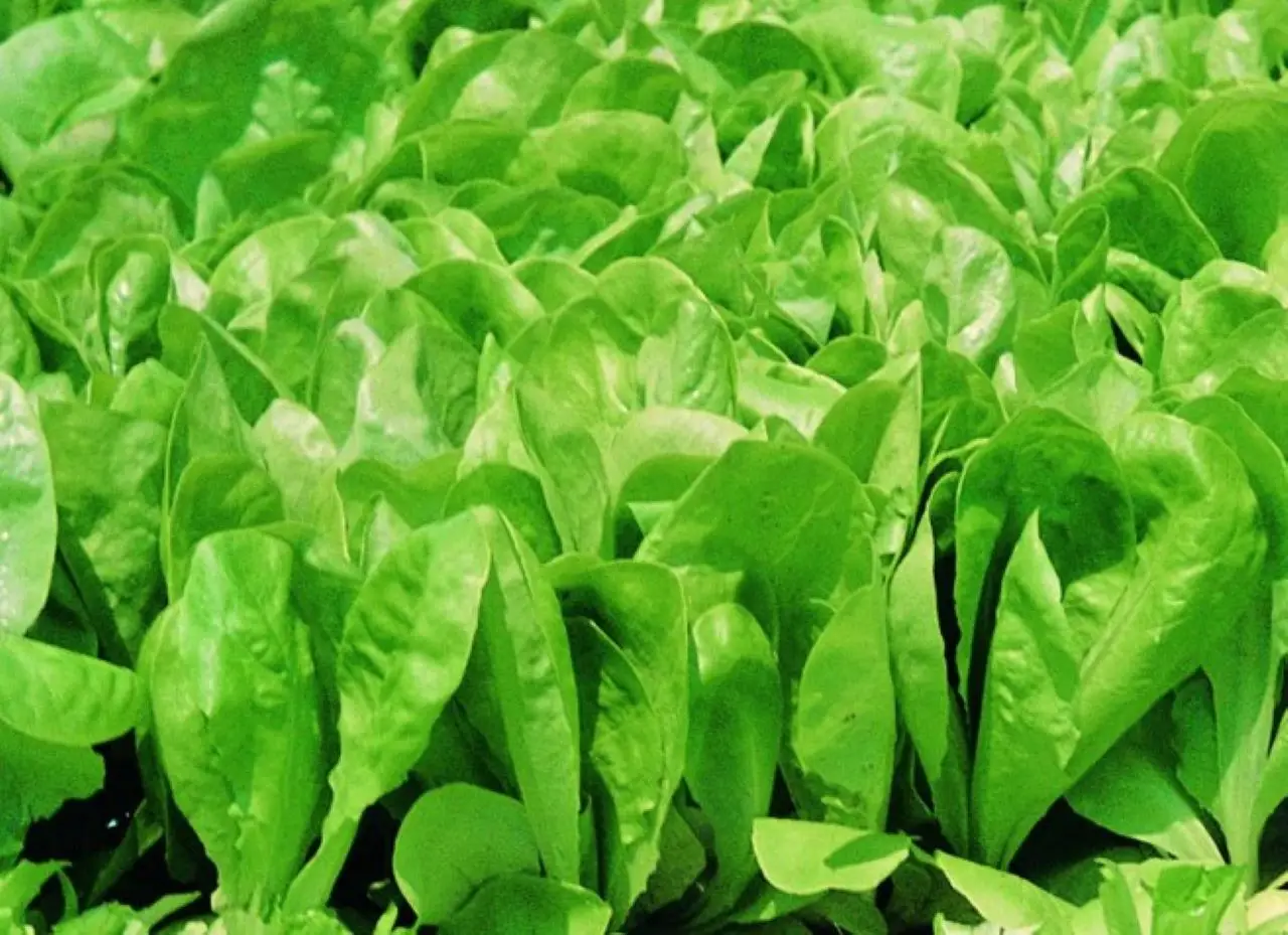 Come scegliere insalate sicure: cosa sapere su richiami e ritiri dal mercato