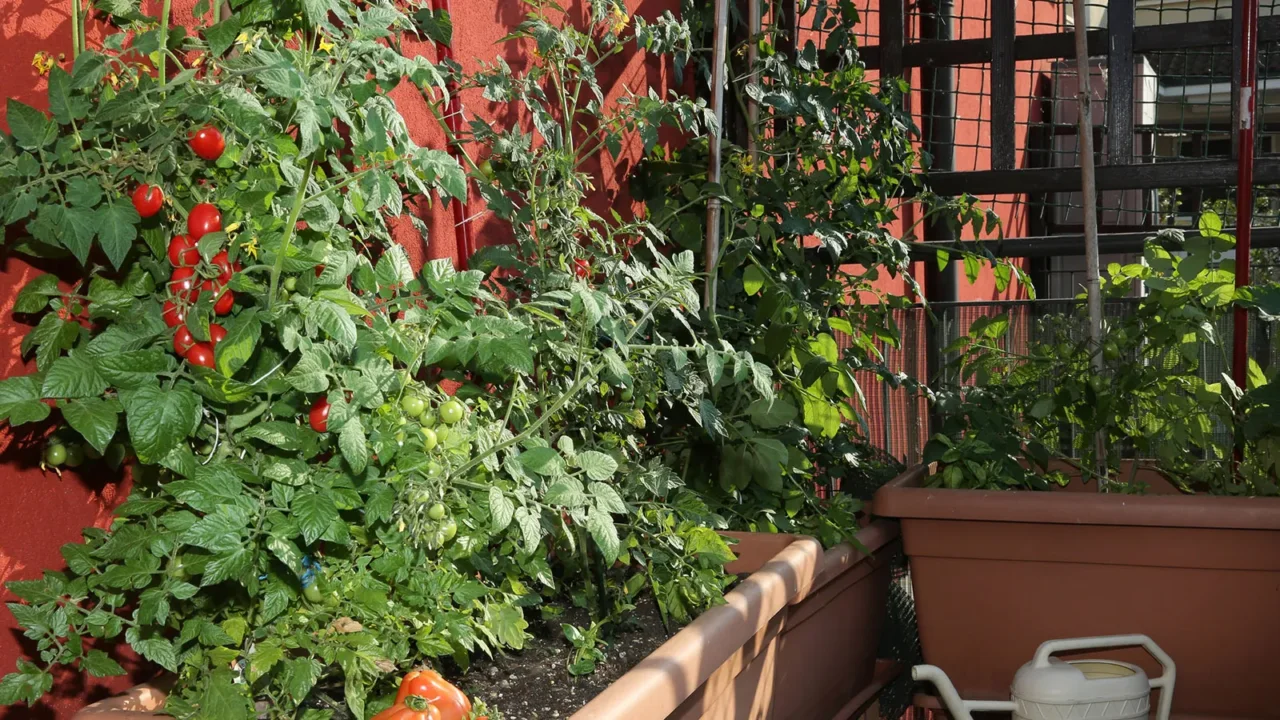 I segreti per proteggere pomodori e zucchine dai parassiti usando ingredienti casalinghi