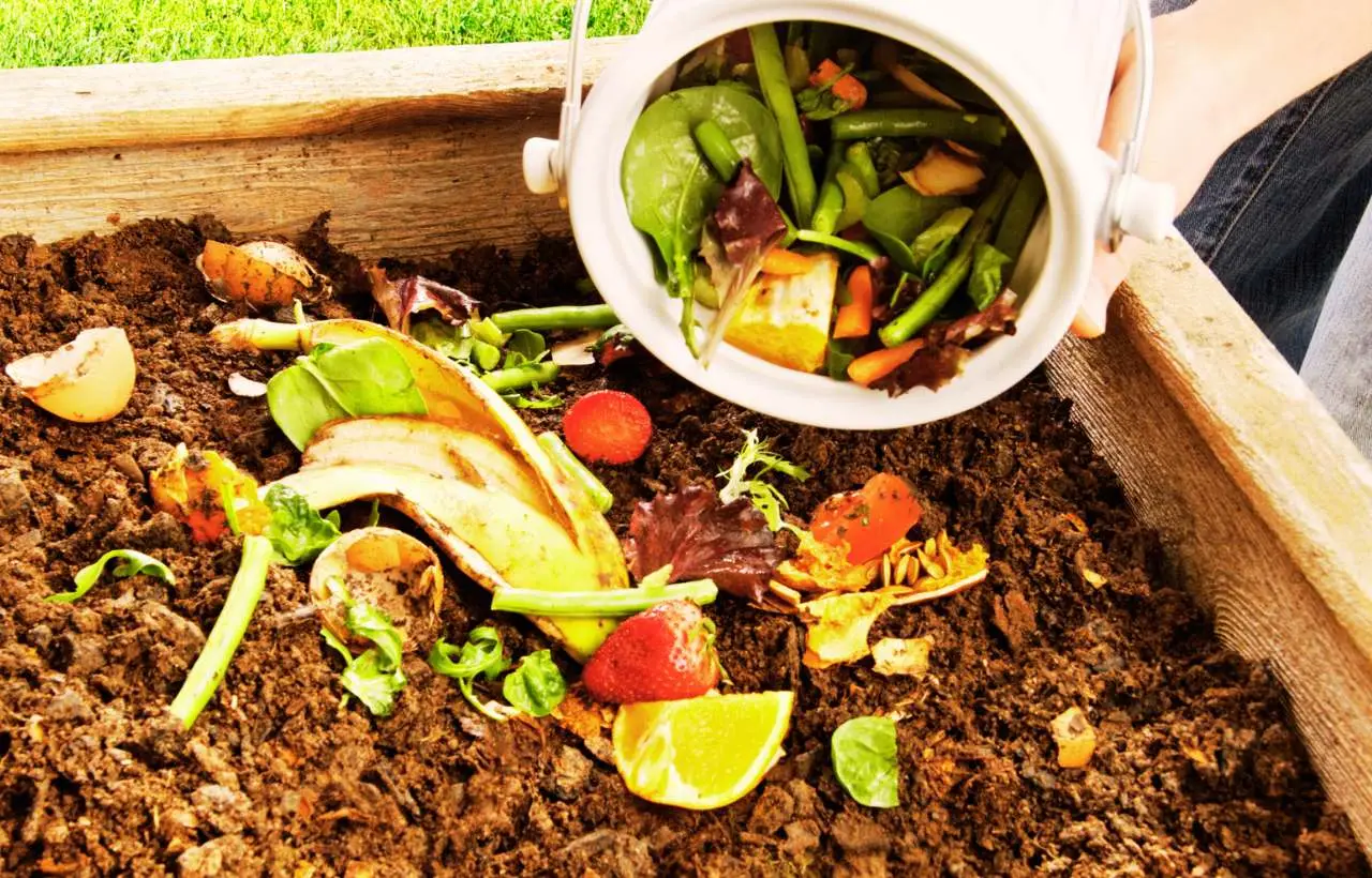 Come prevenire i moscerini nei rifiuti organici: consigli pratici per una casa più pulita