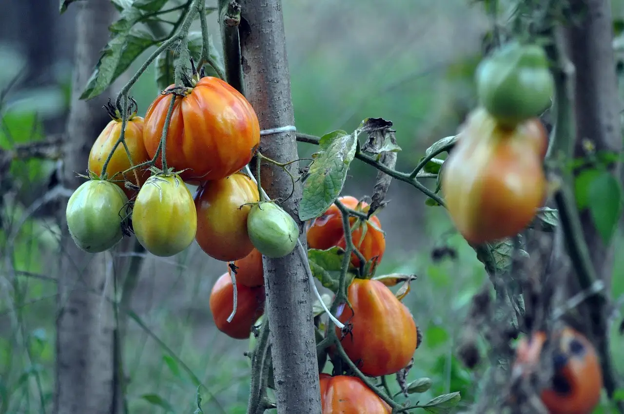 Il trucco naturale per far crescere più in fretta i pomodori